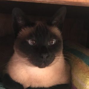 Meet your Posher, Monique